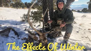 Dead Bull Elk!! The Effects Of Winter!!