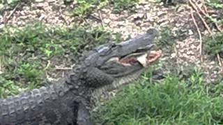 Gator eating a softshell turtle