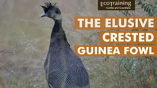 Crested Guinea Fowl l Birds of the Bush