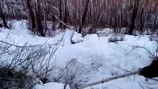 охота на медведя берлога