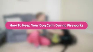 How To Keep Your Dog Calm During Fireworks | Pet Health Advice