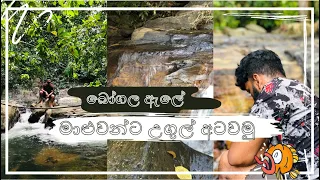 මාළුවන්ට උගුල් අටවමු | Setting traps for fishes | Kumu's Farm | Bogala | Sri Lanka