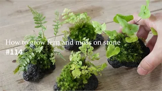 How to grow fern and moss on lavastone #114