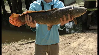 Personal Best Bowfin (Mudfish) On LIVE BLUEGILL!!