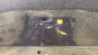 Satisfyingly unclogging a storm drain.