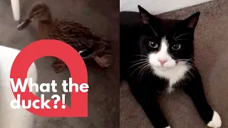 Family awake to find their cat has dragged a live DUCK through the catflap | SWNS