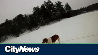 Dog helps rescue owner from Michigan lake