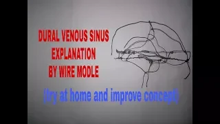 Venous sinuses of dura mater in 20 min. on tips | TCML