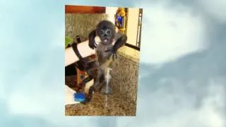 Two Baby Howler Monkeys Take A Bath