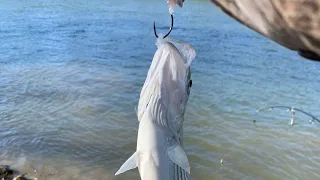 Feather River Spring Striper Fishing 4/6/2024