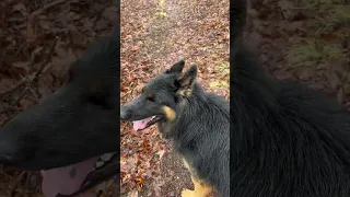 Hiking the Easter Continental Divide in the rain with a German Shepherd