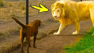 The dog saved the little lion cub. What happens years later touches the heart!