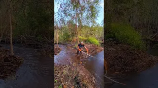 Singing In Beaver Dam Swamp! 😅 Beaver Dam Removal! #shorts