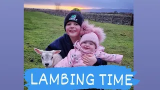 Lambing time! Beltex #cute #lambing #sheep  @TheSheepGame is one of my favourite youtubers,