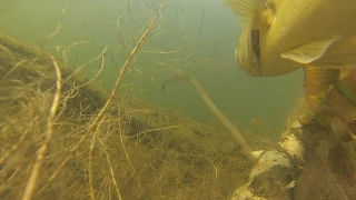 Amazing Underwater Spawning Bass Footage