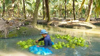 Amazing Coconut Farm! How to Harvest Coconuts! - Thai Street Food