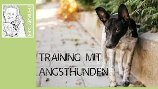 Angsthunde ➡️ Training mit Angsthunden! ➡️ #angsthunde Erklärvideo ✔️