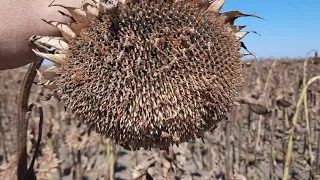 Ты не поверишь😮Уборка подсолнечника Сингента и Лимагрейн🌻🚀