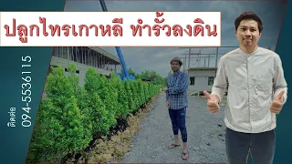 ปลูกไทรเกาหลีลงดิน ทำแนวรั้วสุดประหยัด ! | ปลูก•กับ•มือ |