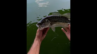 A Couple Spots On Live Bream. #fishing #bassfishing #livebait #lakelanier