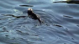 морская игуана, Galapagos Marine Iguana