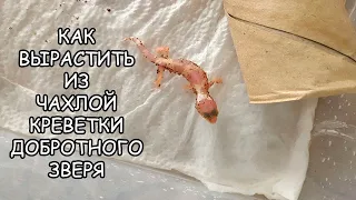 ИСТОРИЯ ВЫХАЖИВАНИЯ ЗАТЯНУТОГО ЭУБЛЕФАРА