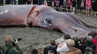 Processing Giant Squid With A Team Of Professional Chefs - Fishing Giant Squid In The Sea