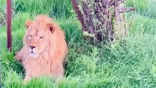 Перекличка львов НА ЗАКАТЕ, красивые виды майской саванны!