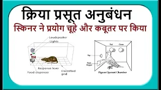 बी एफ स्किनर का क्रिया प्रसूत अनुबंधन II operant conditioning theory II Skinner THEORY