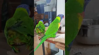 Lorikeets Rain and Bow. Outside our Balcony. Campbelltown Australia.