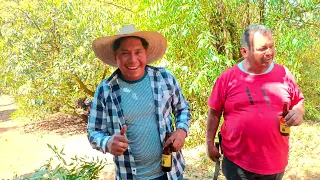 cortando laurel con los amigos de tinganvato Michoacán Jaracuaro 2024✌🏽👺👹 Semana santa..