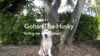 Husky Pulling Longboard (HD)