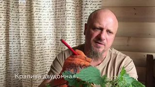 Крапива двудомная. Алефиров А.Н.