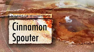 Cinnamon Spouter — Sounds of Yellowstone (ASMR, Sleep, Concentration)