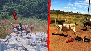 TINHA TUDO PARA DAR ERRADO E DEU, ELE CAIU DO CAVALO NA PONTE, POR SORTE O PIOR NÃO ACONTECEU