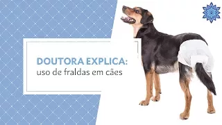 Doutora Explica: Uso de fraldas em cães