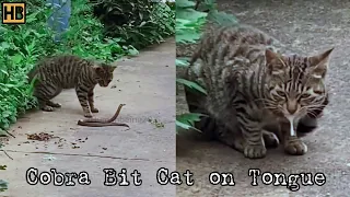 Cat First Got the Snake and Then the Snake Bit the Cat. Watch What Venom Did to the Cat #SnakeBite