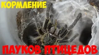 Кормление пауков-птицеедов. Крупный план