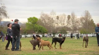 The Sepulveda Basin Off-Leash #Dog Park as seen via time-lapse #photography | hour L.A. HourLA 1 hou