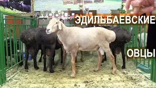 Овцы Эдильбаевской породы. Выставка Золотая Осень-2017