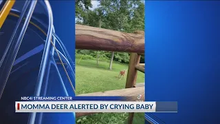 VIDEO: Momma deer comes running to check on crying newborn baby in New Lexington