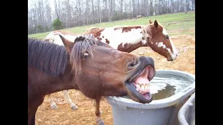 САМЫЕ СМЕШНЫЕ ВИДЕО ПРО ЖИВОТНЫХ! ВАМ СЮДА, ЕСЛИ У ВАС ПЛОХОЕ НАСТРОЕНИЕ!