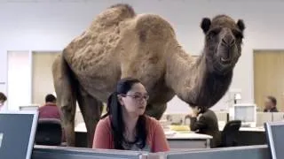 Hump Day Camel Commercial - Happier than a Camel on Wednesday - Hump Daaaay!