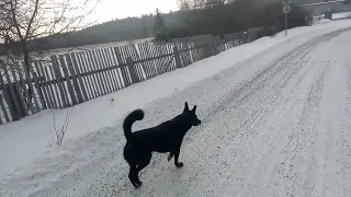 Как мы водим коров на выпас. Паказываю сам выпас!!!