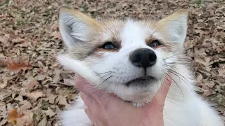 Finnegan Fox Friday Wake Up Call! Episode #13