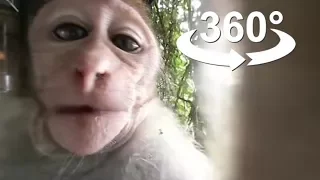 Wild Monkey, FUN,  VR 360 video