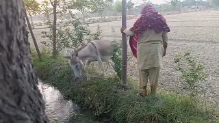 Amazing Moto Man Enjoying With His Donkey | Amazing man meeting 1st time with his donkey