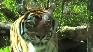 Amur tigers at Rosebrough Tiger Passage