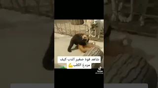 قتال دب ضد كلاب شاهد ماذا حدث 😱😱😱