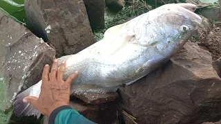 Inexplicável Pescaria caipira curvina traíra e piauçu no barranco do Rio turvo